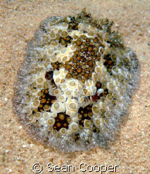 Fragile Discodorid, taken at Marsa Bareika in the Norther... by Sean Cooper 